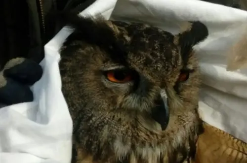 Val Grande: giovane gufo salvato e liberato nell'oasi Wwf