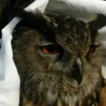 Val Grande: giovane gufo salvato e liberato nell'oasi Wwf