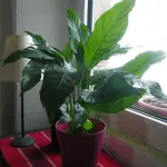 Cura spatifillo in estate: ecco come deve essere curata la pianta