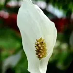 Cura spatifillo in inverno: ecco alcuni consigli e suggerimenti