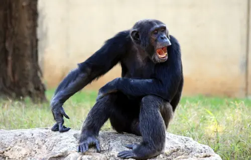 Letti sporchi: il giaciglio dell’uomo lo è più del letto di uno scimpanzè