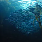 Pesca subacquea: come migliorare i tempi di apnea