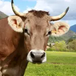 Il rispetto degli allevamenti biologici si rivolge anche al mondo vegetale