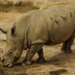 Rinoceronte bianco del nord: addio all’ultimo maschio