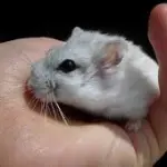 Criceto non può volare: così la proprietaria lo getta nel WC