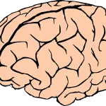 Sport da contatto dannoso: potrebbe comportare danni al cervello