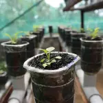 Coltivazione idroponica: piccola guida per effettuarla in casa