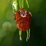 Malattia di Lyme cause: ecco come si presenta questa patologia