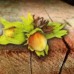 Cimici difficili da eliminare: ecco i motivi a cui si fa riferimento