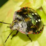 Cimice devasta coltivazioni. Lanciato allarme da Coldiretti