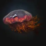 Irritazione da medusa: ecco come comportarsi in caso di allergie