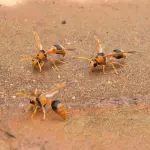 Punture vespe allergia: ecco come comportarsi