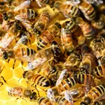 Punture api e vespe cosa fare: qual è il comportamento da seguire