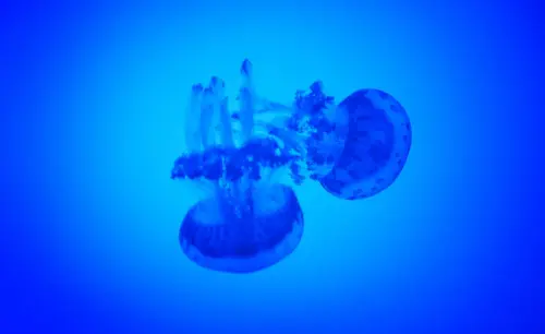 Insetti e meduse al mare: ecco i rischi più importanti