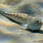 Puntura da tracina o pesce ragno: ecco i suoi sintomi