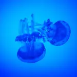 Insetti e meduse al mare: ecco i rischi più importanti