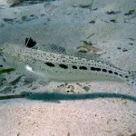 Pesce tracina trattamento: ecco come trattare la zona