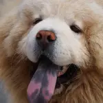 Baci del cane pericolosi? Ecco cosa dice lo studio