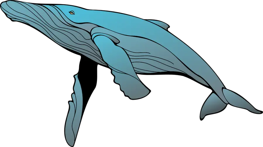 Blue Whale a Catania: polizia postale ferma ragazzina