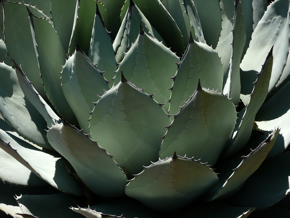 Agave: proprietà benefiche e coltivazione in vaso