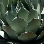 Agave: proprietà benefiche e coltivazione in vaso