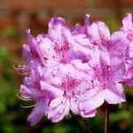 Azalea della Ricerca 2017: come festeggiare la Festa della Mamma