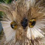 Gene dei gufi: identificato difetto genetico di chi va a letto tardi