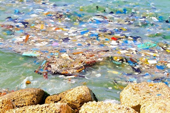 Lago d'Orta: pescato pesce con chele di granchio e plastica nello stomaco