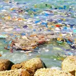 Lago d'Orta: pescato pesce con chele di granchio e plastica nello stomaco